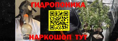 шишки Кингисепп